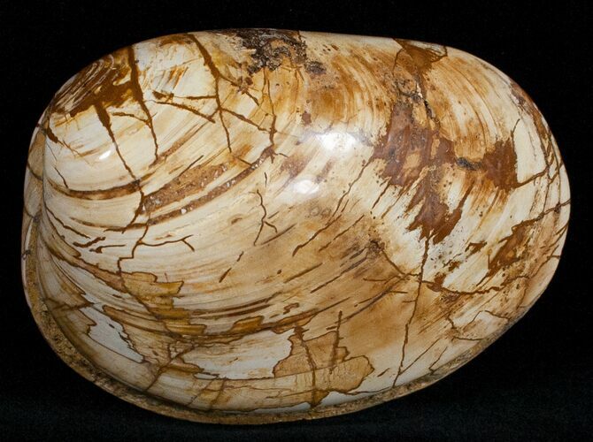 Wide Polished Fossil Clam - Jurassic #12072